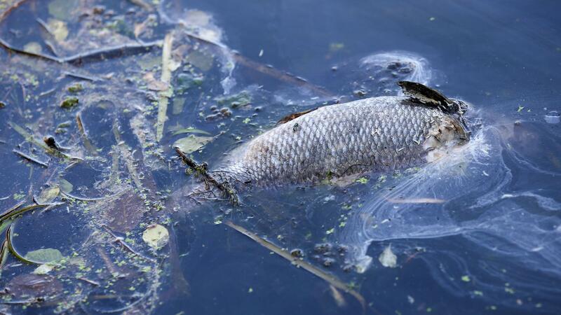 „An einigen Stellen der Bucht gibt es im Moment kein Leben mehr, unsere Fische sind durch Sauerstoffmangel gestorben.“ (Archivbild)