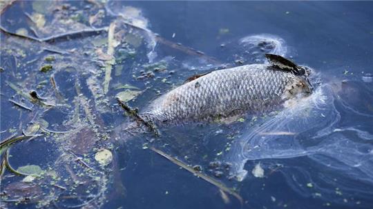 „An einigen Stellen der Bucht gibt es im Moment kein Leben mehr, unsere Fische sind durch Sauerstoffmangel gestorben.“ (Archivbild)