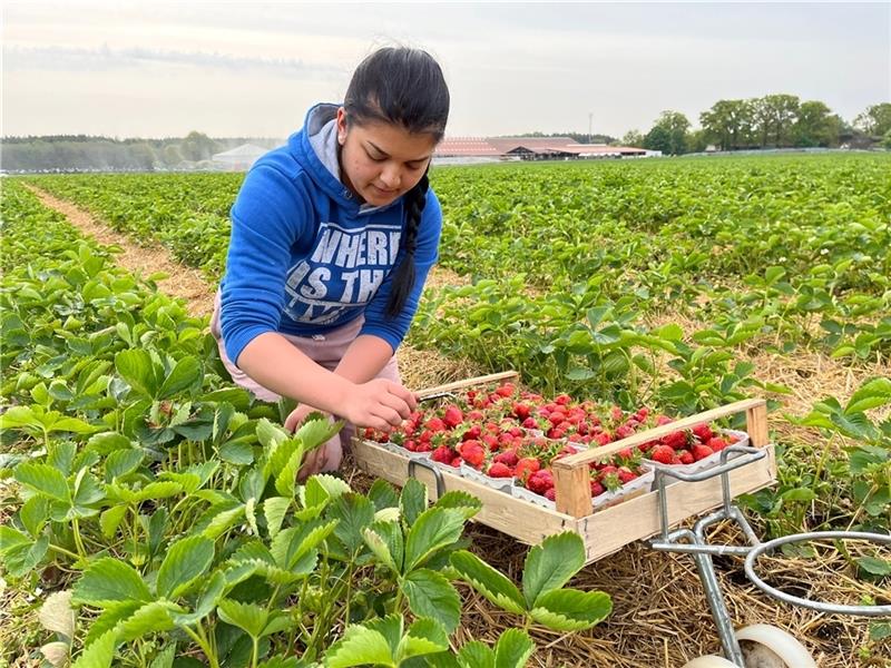Ana-Maria Fichiu aus Rumänien pflückt Erdbeeren , rund 25 Schalen füllen die Saisonarbeitskräfte im Schnitt in der Stunde. Fotos: Vasel