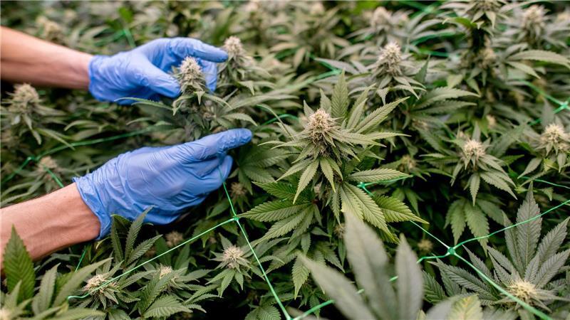 Bericht zu Cannabislegalisierung sieht Licht und Schatten Anbauvereinigungen müssen in einem komplexen Verfahren genehmigt werden. (Archivbild)
