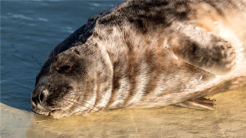 Kegelrobben in Friedrichskoog rüsten sich für die Freiheit Andere liegen in der Sonne.
