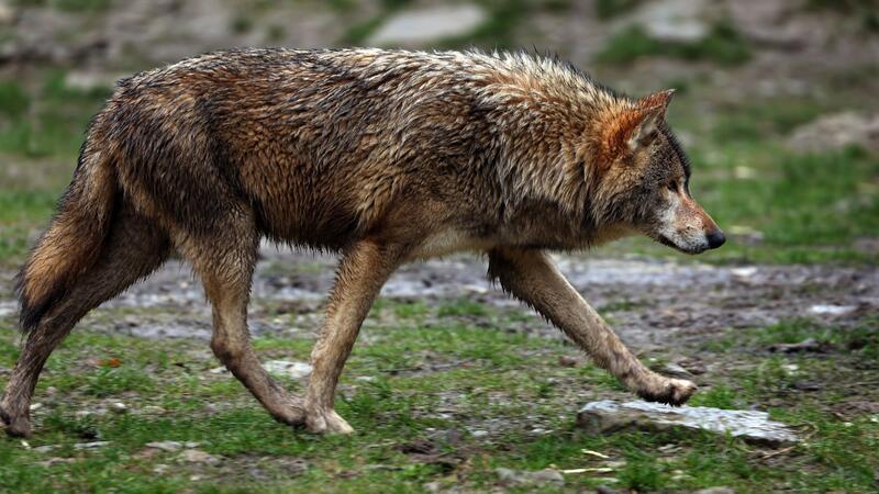 Niedersachsen will automatisiertes Verfahren zur Freigabe von Wolfsabschüssen Anders als bisher soll für einen Abschuss nicht erst eine DNA-Analyse abgewartet werden müssen.