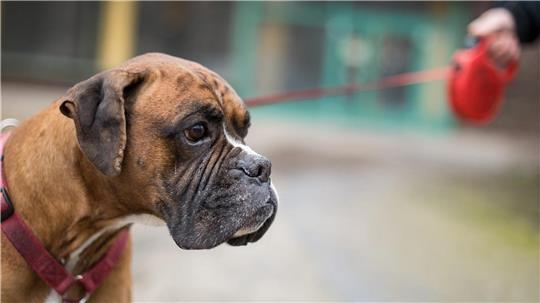 Anders als diese Bulldogge war der Hund in Blexen nicht angeleint. Foto: Sebastian Gollnow/dpa