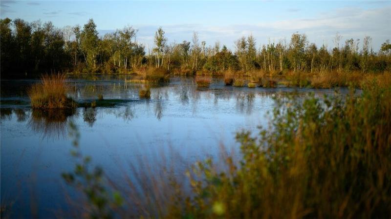 Anders als etwa das Goldenstedter Moor in der Diepholzer Moorniederung sind viele Moorflächen in Niedersachsen entwässert und damit nicht mehr intakt. (Archivbild)