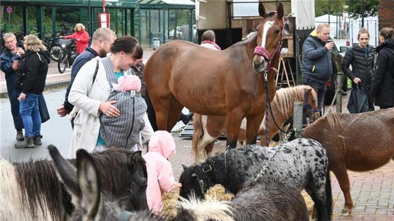 Horneburger Herbstmarkt stampft jahrhundertealte Tradition ein Anders als im Vorjahr soll es ab diesem Jahr keinen Pferdehandel mehr in Horneburg geben (Archivbild).