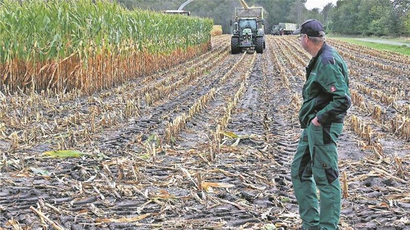 André Kück muss alles im Blick haben, nicht nur den Zustand des Maises, sondern auch, ob das Feld trocken oder nass ist.