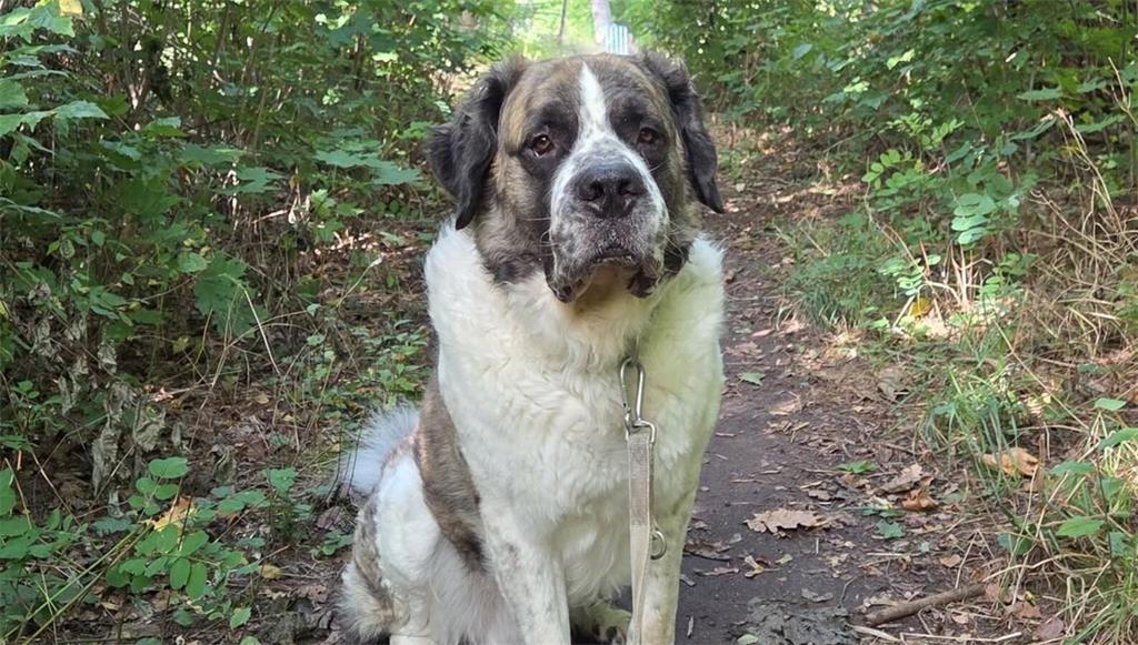 Andrea Wiechmann berichtet, dass sie mit ihrem Germanischen Bärenhund Arik (5) e...