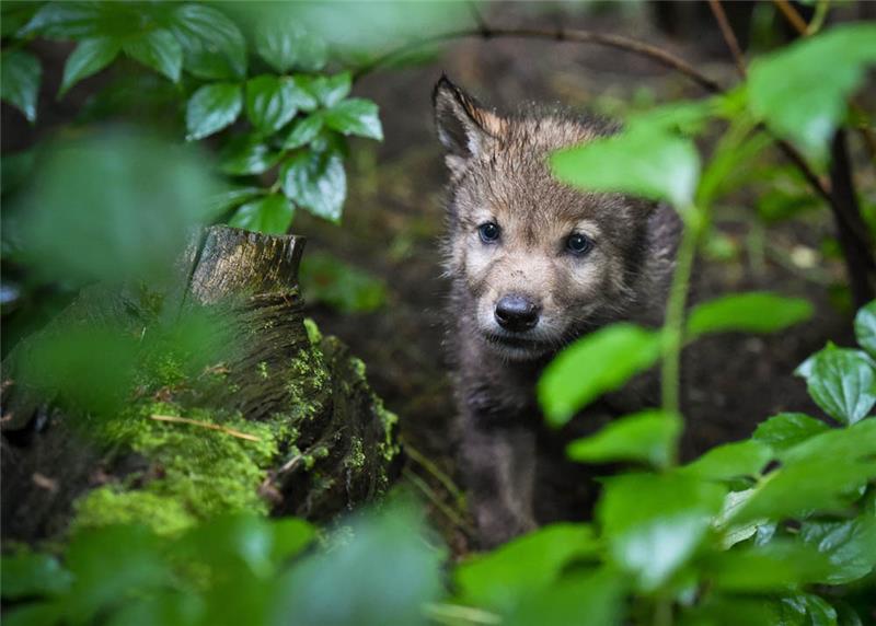 Anfang Juli wurden in Gnarrenburg an der Grenze zum Landkreis Stade mindestens sieben Wolfswelpen bestätigt. Foto: dpa