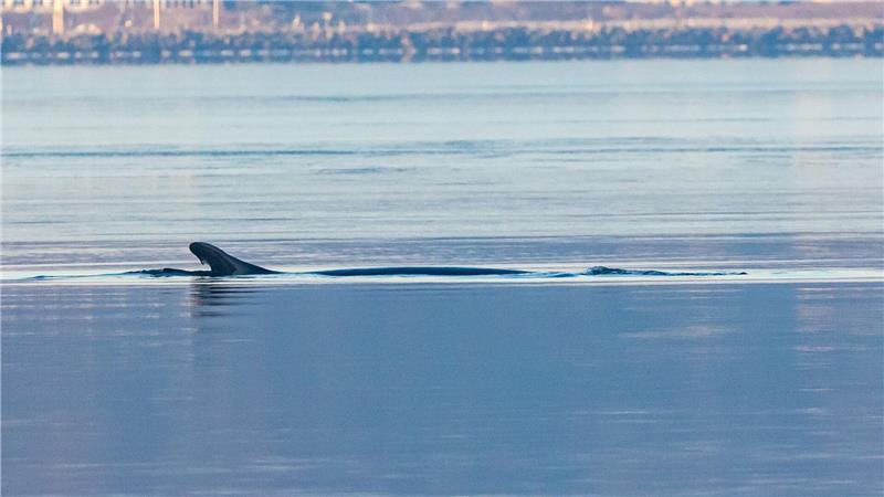 Wal nach Besuch in Wismar wieder aufgetaucht Anfang des Jahres war mehrfach ein Finnwal in der Flensburger Förde gesichtet worden. (Archivbild)