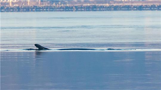 Anfang des Jahres war mehrfach ein Wal in der Flensburger Förde gesichtet worden. Nun schwamm ein solches Tier vor Wismar. (Archivbild)