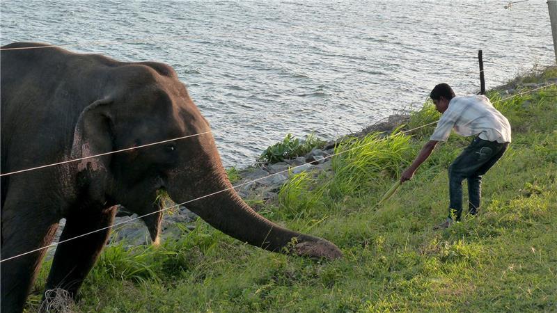 Experten warnen Touristen: Keine wilden Elefanten füttern Angelockt vom Futter: Teilweise durchbrechen Elefanten im Udawalawe-Nationalpark Zäune, um weiter gefüttert zu werden. (Archivbild)