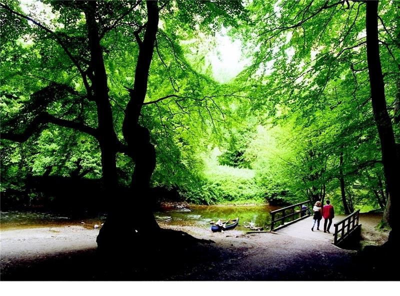 Angesichts üppigen Grüns und unberührter Natur wähnt sich der Spaziergänger hier bisweilen im Urwald. Foto Hamburg.de