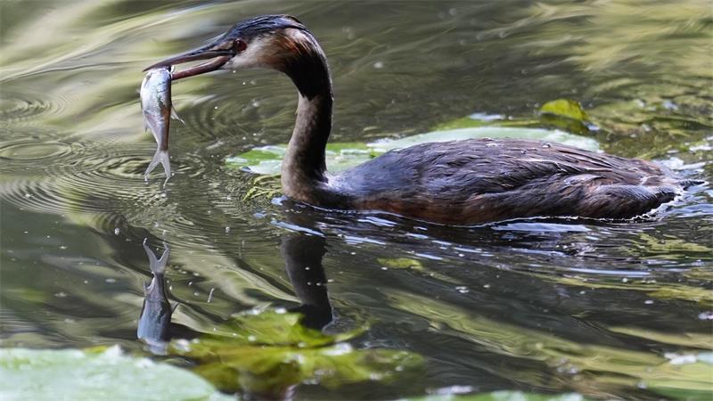 Anglerglück: Ein Haubentaucher schwimmt auf einem Kanal in Hamburg mit einem Fisch im Schnabel.