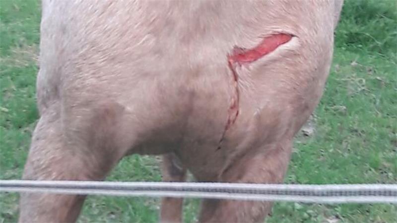Pferd auf Weide angegriffen: Tier stirbt – Polizei ermittelt Angriff auf ein Pferd 2017 in Bremerhaven: Die Schnittwunde ist deutlich zu sehen.