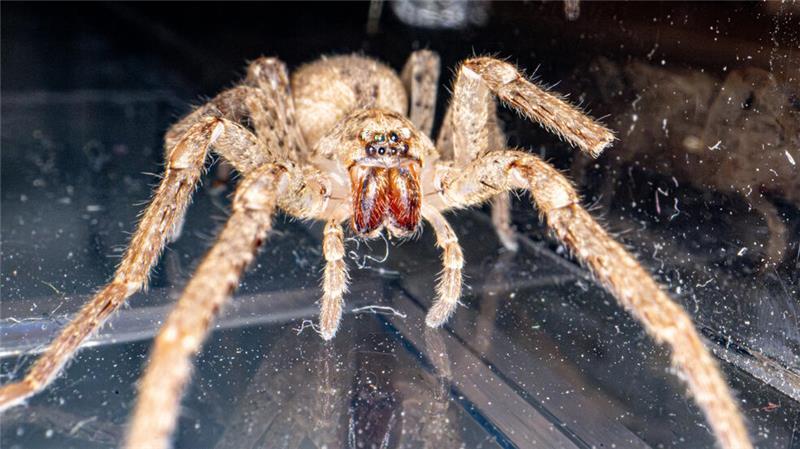 Spinnen, Spucken, Fliegen: Ist es Angst oder schon Phobie? Angst vor Spinnen, wie der Nosferatu-Spinne (Zoropsis spinimana), wird als Arachnophobie bezeichnet.