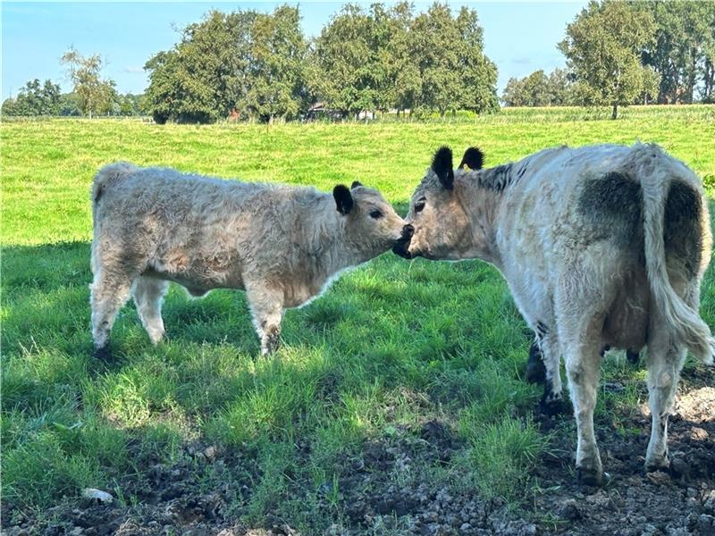 Angus-Kuhe sind sehr handsam. Foto: Klempow