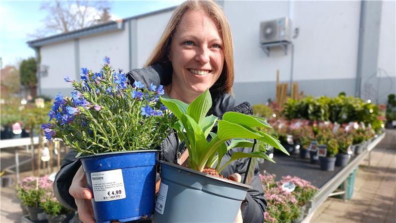 Anika Gerdau mag es zu Grünpflanzen farbenfroh und greift zu einer leuchtend blauen Steinsame.