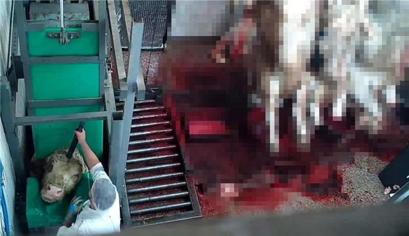 Schockvideo: Tiere in Elsflether Schlachthof brutal misshandelt Aninova liegt aus dem Schlachthof Videomaterial vor.