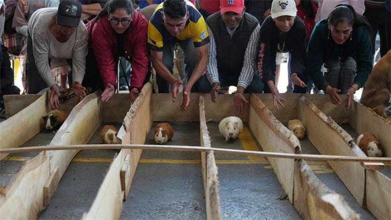 Anlässlich der Feierlichkeiten zum 107. Jahrestag des Kantons Salcedo in Ecuador lassen Teilnehmer Meerschweinchen um die Wette laufen.
