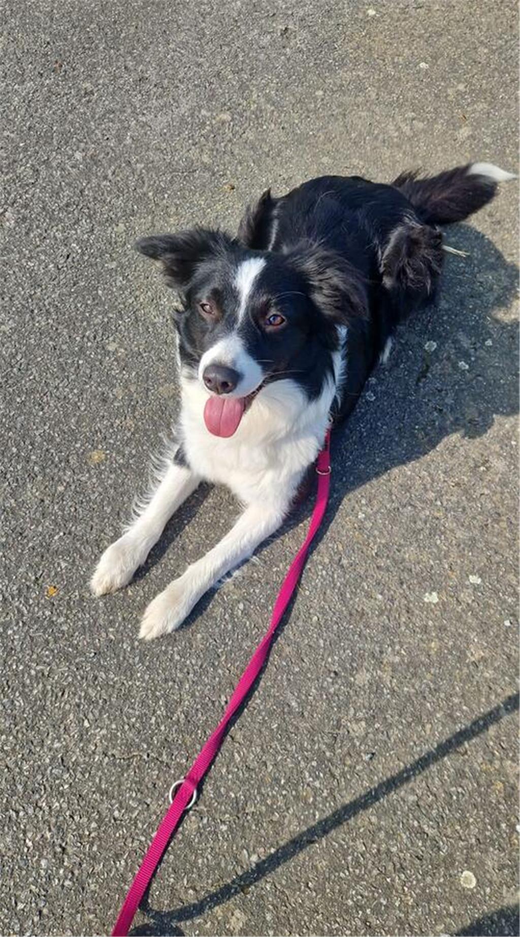 Ann-Christin: "Meine Border-Aussie Hündin Angel ist ein absoluter Ball- und Stöc...