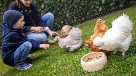 Anna Gottwald und ihr Sohn Collin füttern Zwerg-Seidenhühner im Garten der Familie in der Region Hannover.