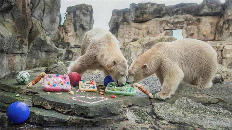 Eisbären-Party im Bremerhavener Zoo: Verträgt sich die Familie wieder? Anna und Elsa genießen ihre farbenfrohen Eistorten – ein Geburtstagsfest, das bei den jungen Eisbärenschwestern für strahlende Augen sorgt.