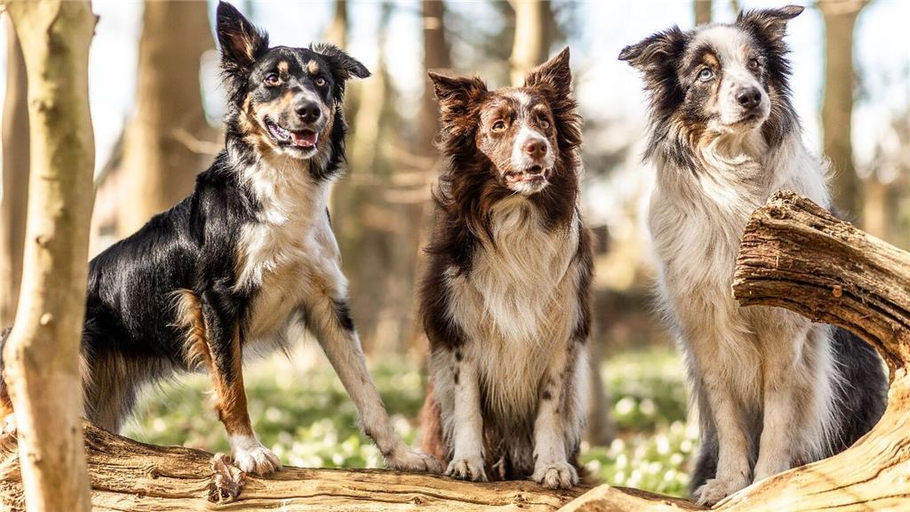 Anny, Phoebe und Connor sind die Hunde von Leserin BrigitFe.
