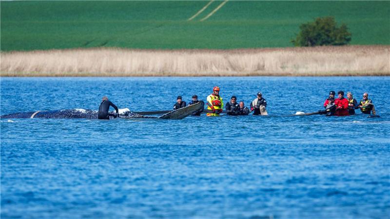 „Ans Würdelose grenzendes Gezerre“ nennt Greenpeace-Experte Thilo Maack das Geschehen am Wal.