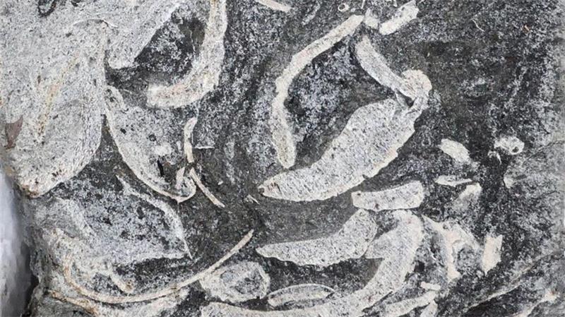Auch Urzeitechsen war manchmal zum Kotzen Ansammlung von Muschelschalen und Pflanzenresten – interpretiert als das Erbrochene eines Plesiosauriers.