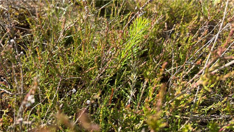 Anscheinend waren im Heide-Mahd auch Kiefernsamen dabei.