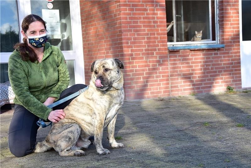 Anton ist als Gefahrenhund eingestuft und ist daher für Heimtierpflegerin Julia Weber besonders schwer zu vermitteln. Fotos: Ahrens