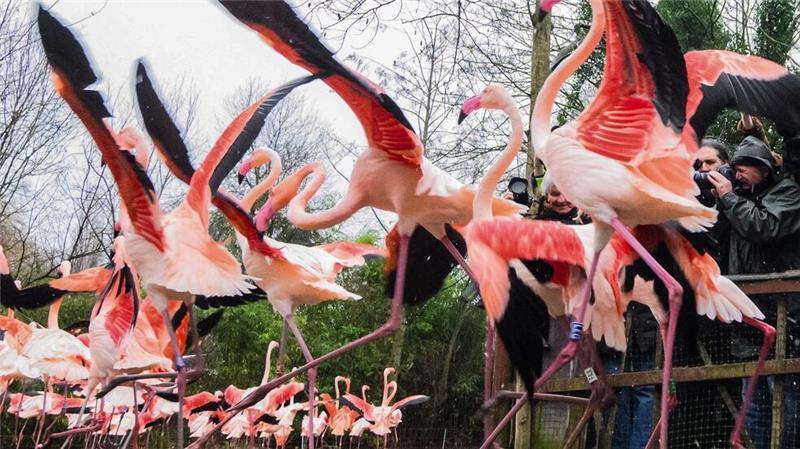 „Antreten zum Abzählen!“, heißt es auch für die Flamingos bei der Inventur im Zoo Hannover.