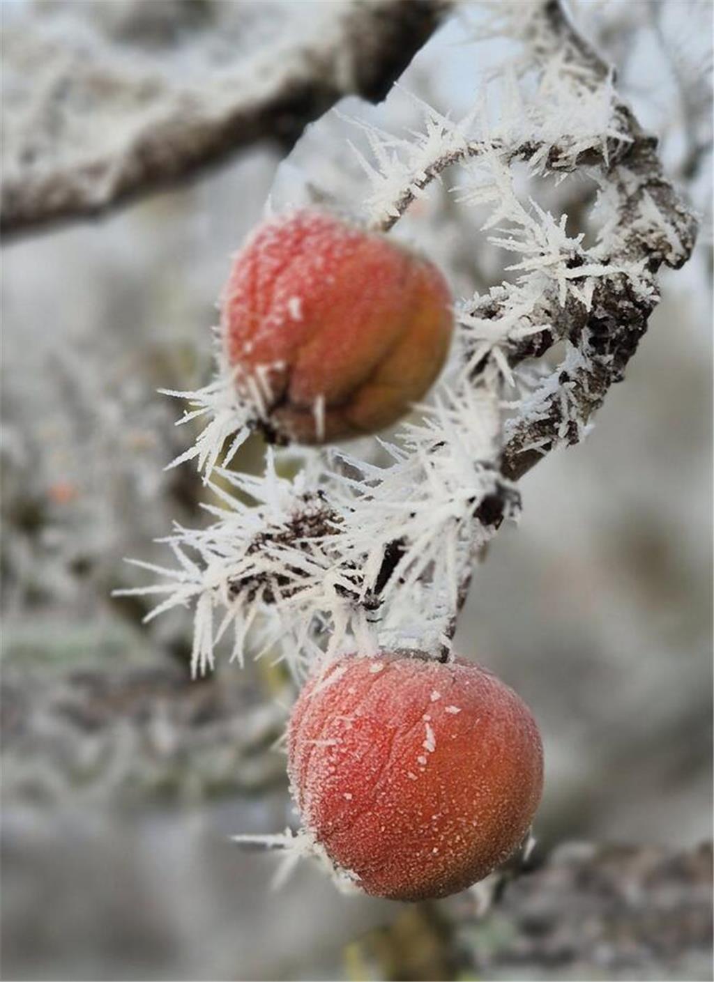 "Apfel on the rocks": Dieses Foto von "Eulalia Eule" ist auf einem Obsthof in Jo...