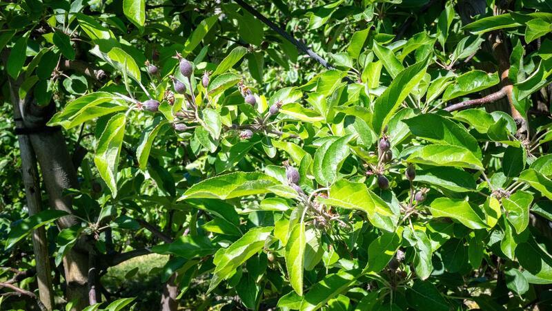 Frühe Obstblüte könnte Apfelernte schmälern Apfelbäume auf einem Versuchsfeld in Esteburg im Alten Land.