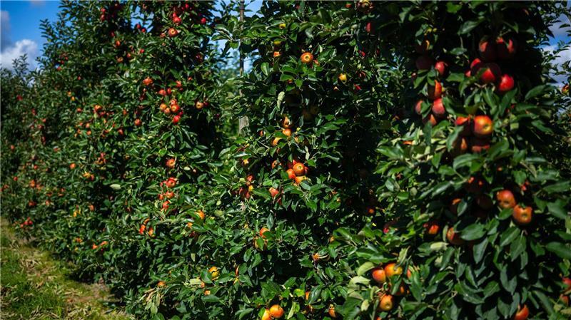 Apfelbäume auf einer Plantage im Alten Land.