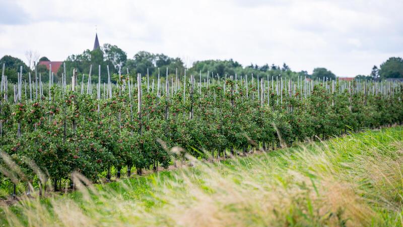 Apfelbaum-Plantagen im Alten Land: Die Region gilt als größtes geschlossenes Obstanbaugebiet Nordeuropas.