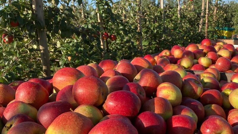 Apfelernte im Alten Land: Aktuell decken die Preise die Produktionskosten nicht.