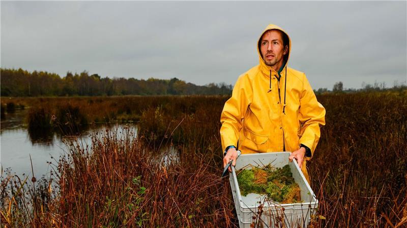 Forscher helfen Moor mit frischem Torfmoos auf die Sprünge Arbeit in der Natur: Torfmoospflanzung im Königsmoor.