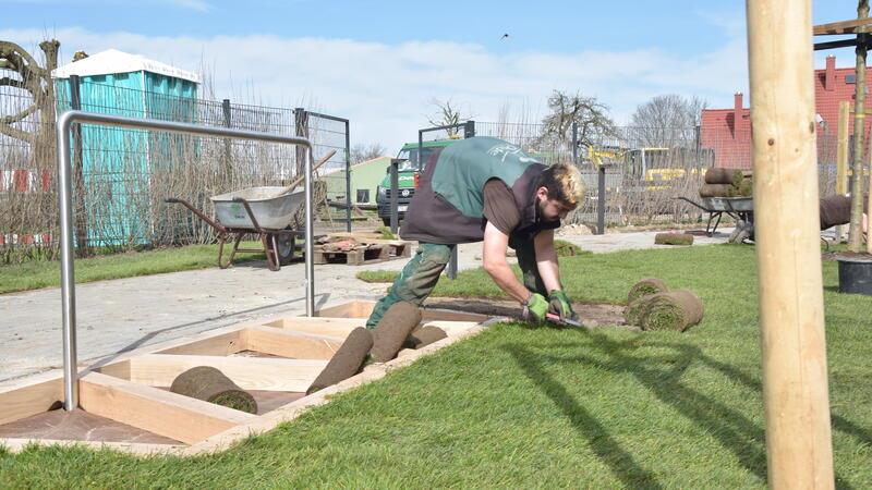 Arbeiten auf der Zielgeraden: Ein Landschaftsgärtner verlegt am Barfußpfad Rollrasen.