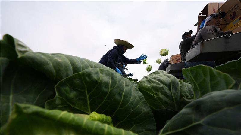 Arbeiter ernten Kohl auf einem Feld in Holtville in den USA, weniger als zehn Meilen von der Grenze zu Mexiko entfernt.