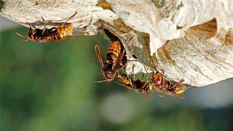Ein Staat geht zugrunde: Die letzten Tage der Hornissen-Königin Arbeiterinnen sammeln Nahrung für den nachwachsenden Staat.
