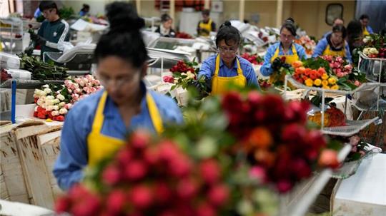 Arbeiterinnen verpacken in Kolumbiens Hauptstadt Bogotá Rosen für den Versand.