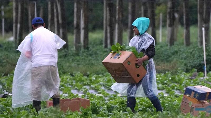Arbeitskräfte vor allem aus Mittel- und Südamerika spielen eine wichtige Rolle in der Landwirtschaft der USA, im Bauwesen und im Gastgewerbe.