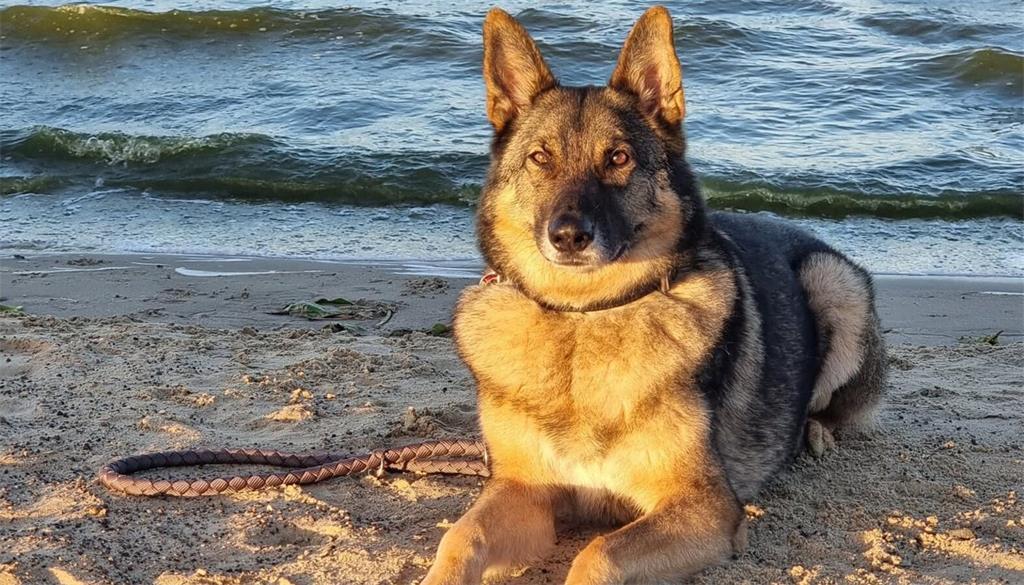 Archie (9 Jahre aus Alfstedt und Burweg) fährt mit seiner Familie im Oktober wie...