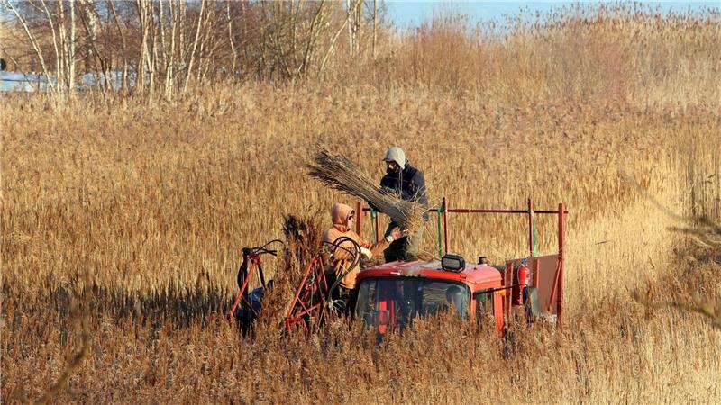 Arne Brandenburg kann seinen Eigenbedarf an Schilfrohr nach eigener Aussage durch die Ernte in etwa selbst decken.
