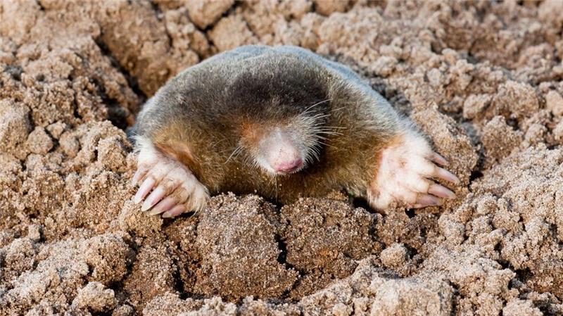 Vögel, Igel, Maulwurf – bitte zählen! Arten wie der Maulwurf sind weit verbreitet. Dennoch gibt es auch bei ihm in der Wissenschaft noch viele offene Fragen.