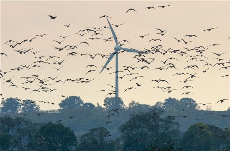 Artenschutz hat den Ausbau der Windkraft im Kreis Stade kaum ausgebremst. Foto: Patrick Pleul/dpa