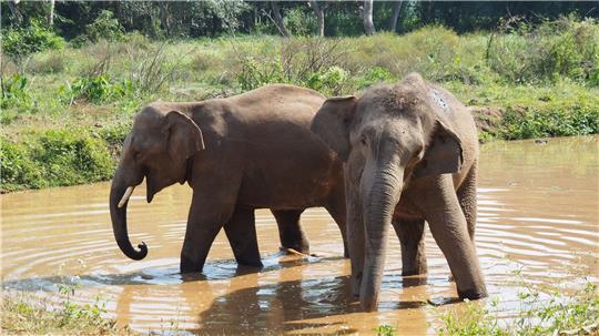 Asiatische Elefanten verlieren immer mehr ihres ursprünglichen Lebensraums. (Archivbild)