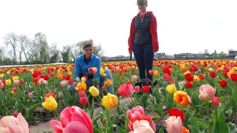 Astrid und Rika Koch schätzen die gute Qualität der Apenser Freiland-Tulpen.