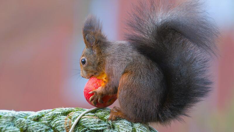 So lassen sich die Eichhörnchen vor der kalten Jahreszeit unterstützen Auch Äpfel schmecken den Kletterkünstlern.